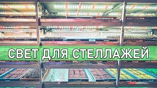 Размещение ламп при стеллажном выращивании микрозелени на ситифермах.