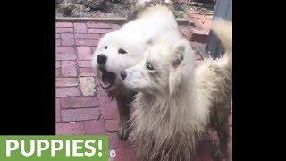 All white dog gets extremely muddy