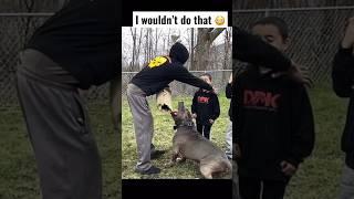 Giant pitbull protecting his brothers #shorts #youtubeshorts #dog