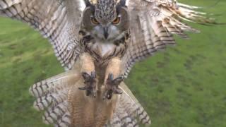 Eagle owl in flight high speed camera AMAZING slow  motion camera