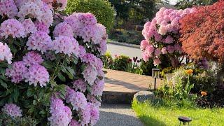 Rhododendron Flowers - A Colorful Display Of Beauty in my garden