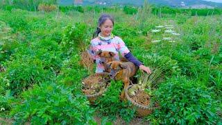 Harvesting Korean Ginseng Goes To Market Sell - Farm, Cooking, Feeding Puppies | Tieu Lien