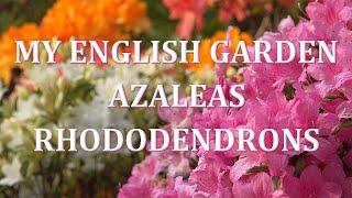 Azaleas and Rhododendrons - Spring in My English Garden