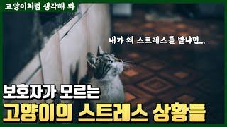 보호자가 모르는 고양이가 스트레스를 받는 상황들