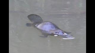 Platypus Mating and Post-Mating Behaviour - Extremely Rare