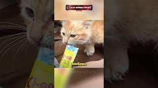 спасение котёнка #shorts #животные #shortsvideo #котики