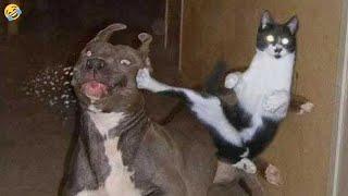 Funniest Cats /Dog Videos 2024  - Best Funny Animal Videos Of The week  
