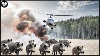 How Hunters And Farmers Deal With Millions Of Wild Boars With Helicopters And Guns