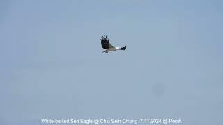 White-bellied Sea Eagle @ Chiu S C DSCN2334