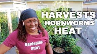 Harvests, Pests and Heat in the Garden