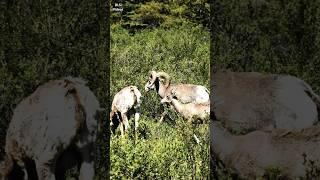 #canada #shortvideo #shorts #waterfall #water#ramfalls #provincialpark #alberta