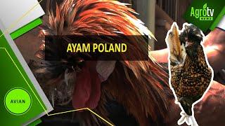 BUDIDAYA AYAM POLAND