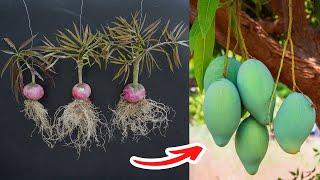 New Mango grafting Technique With Onion natural rooting hormone 100%