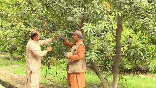 Pakistani mango growers slice in to India market