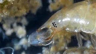 Desmopachria Larva Feeding on Ostracods (Predaceous Diving Beetle)