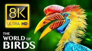 THE WORLD OF BIRDS in 8K ULTRA HD