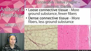 A&P 1 (PHYL 141) | Tissues | Loose Connective Tissue