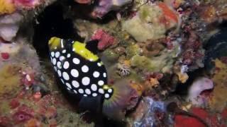 Juvenile Clown triggerfish Balistoides conspicillum