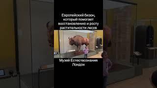 Европейский бизон 
