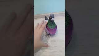 @neknear@bloptop#блоптоп#шлёпа#хренобус#голубь#хреновёж