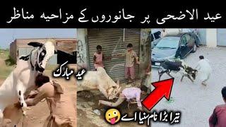 Most Funny Moments of Eid Animals || Faizan Knowledge Tv