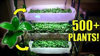 How to Grow Hundreds of Emersed Aquarium Plants! (EASY)