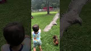 HAWK ATTACKS DOG 