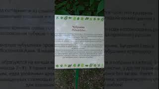 Чубушник, который в России неправильно называют жасмином
