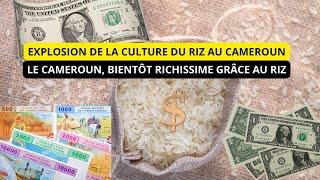 Actualité Cameroun, augmentation de la production de riz au cameroun