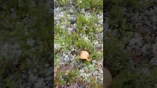 There are a lot of mushrooms in the Swedish forests #mushrooms #boletusedulis #fungi #forest