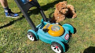 Toy Lawn Mower vs Puppy  | Brothers R us Toys!