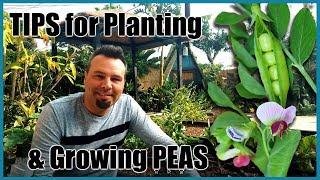 Planting Peas