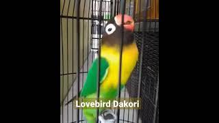 induce long cackling lovebird sound