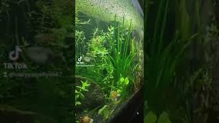 Planted Aquarium