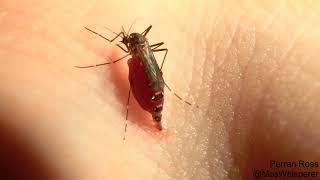 Комары взрываются от количества выпитой крови
