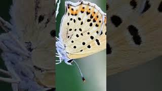 Motyl Modraszek Lycaenidae. Polskie motyle. Film przyrodniczy - niezwykłe owady #butterfly #motyle