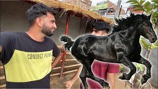 Hum Apna Horse Le Rhy Hain