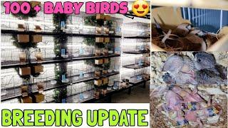 Breeding Season UPDATE | So many baby birds !!!