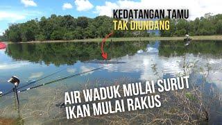 mancing nila liar di waduk riam kanan || mancing nila nyobok || umpan lumut