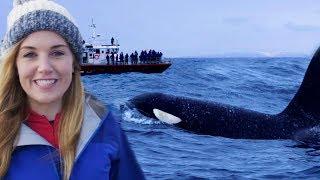 Why Misunderstanding Killer Whales is Threatening their Survival | Earth Unplugged