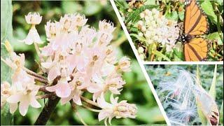 Swamp Milkweed Crash Course | Milkweed Plant Basics