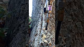 Tree Shot! Tree Injections #treework #treecare #treeservice #arborist #plantcare #healthcare #inject