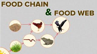 Food Chain and Food Web in Eco-system | Environmental Science | Letstute