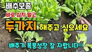 배추모종 바로심지말고 두가지 해주시고 심으세요 배추가 폭풍성장 잘 자랍니다 #배추심는시기