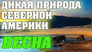 Дикая Природа Северной Америки - Весна