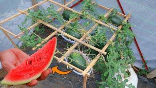 great idea |how to grow big juicy red watermelon at home