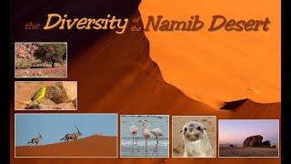 The Great Namib Desert. The diversity of the Desert in Namibia! Sossusvlei and many other highlights