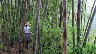 Digging Spring Bamboo Shoots in the Small Forest | Village Daily’s Life EP17