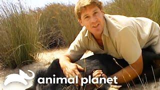 Steve Irwin Interacts With Razorbacks! | Crocodile Hunter | Animal Planet