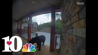 Crafty bear steals package off porch